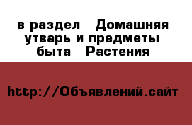  в раздел : Домашняя утварь и предметы быта » Растения 
